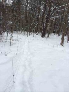 Overwintering Pigs in the Northeast Image